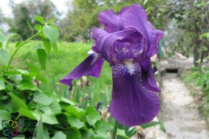 Iris germanica (2)